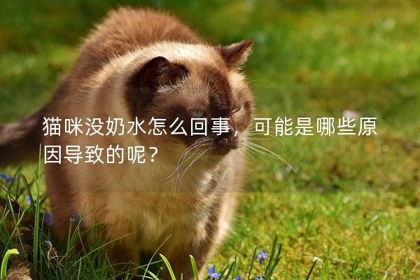 猫咪没奶水怎么回事，可能是哪些原因导致的呢？