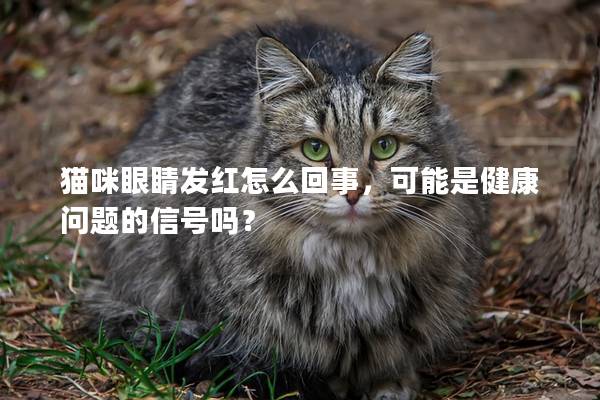 猫咪眼睛发红怎么回事，可能是健康问题的信号吗？