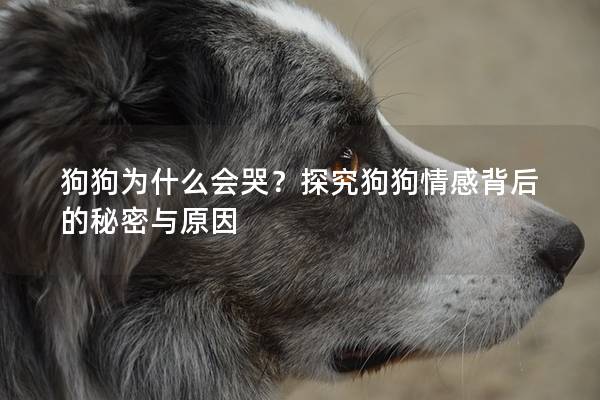 狗狗为什么会哭？探究狗狗情感背后的秘密与原因