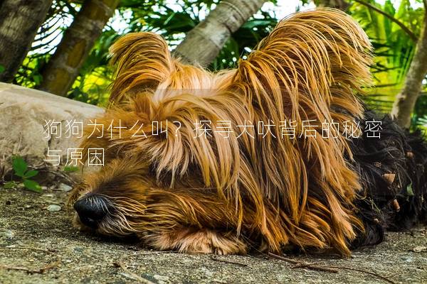 狗狗为什么叫？探寻犬吠背后的秘密与原因