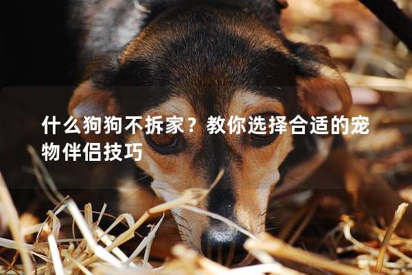 什么狗狗不拆家？教你选择合适的宠物伴侣技巧