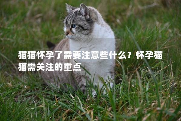 猫猫怀孕了需要注意些什么？怀孕猫猫需关注的重点