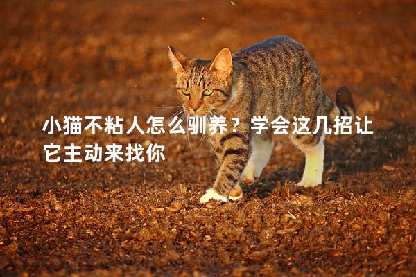 小猫不粘人怎么驯养？学会这几招让它主动来找你