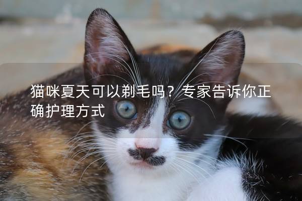 猫咪夏天可以剃毛吗？专家告诉你正确护理方式