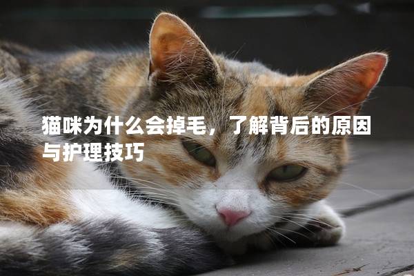 猫咪为什么会掉毛，了解背后的原因与护理技巧