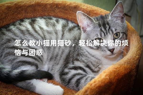 怎么教小猫用猫砂，轻松解决你的烦恼与困惑