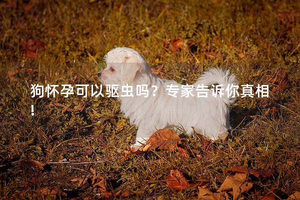 狗怀孕可以驱虫吗？专家告诉你真相!