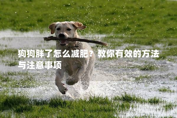 狗狗胖了怎么减肥？教你有效的方法与注意事项