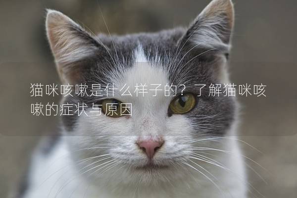 猫咪咳嗽是什么样子的？了解猫咪咳嗽的症状与原因