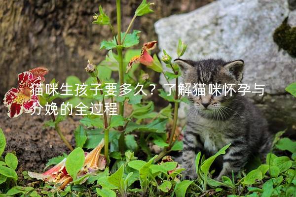 猫咪生孩子要多久？了解猫咪怀孕与分娩的全过程