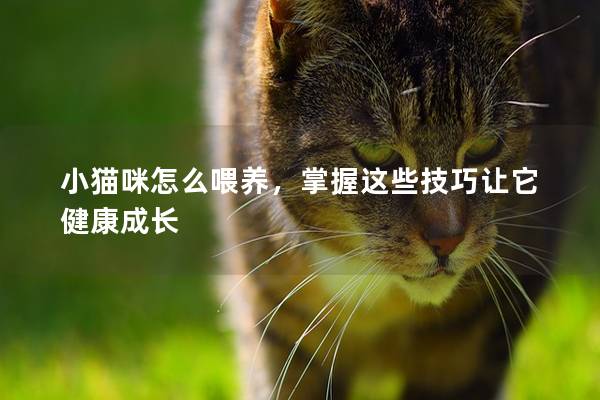 小猫咪怎么喂养，掌握这些技巧让它健康成长