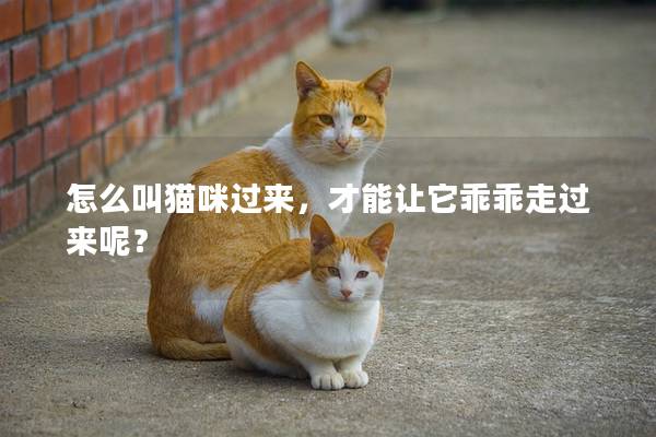 怎么叫猫咪过来，才能让它乖乖走过来呢？