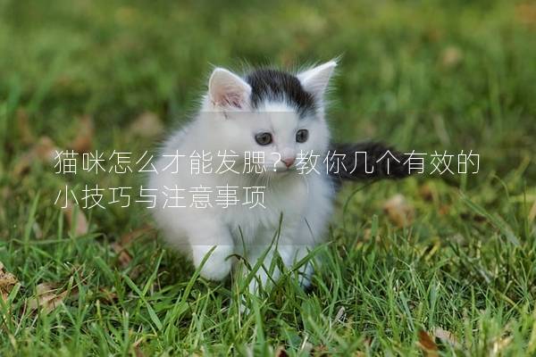 猫咪怎么才能发腮？教你几个有效的小技巧与注意事项