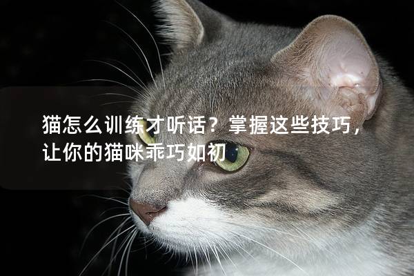 猫怎么训练才听话？掌握这些技巧，让你的猫咪乖巧如初