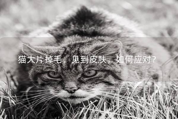 猫大片掉毛，见到皮肤，如何应对？