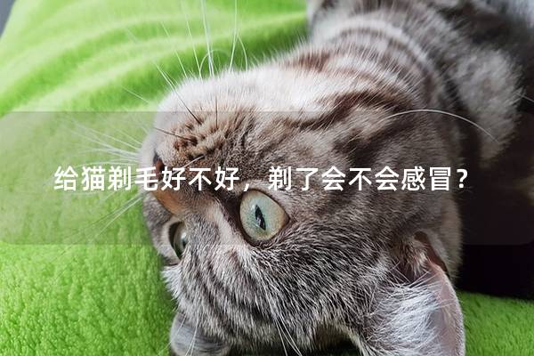 给猫剃毛好不好，剃了会不会感冒？