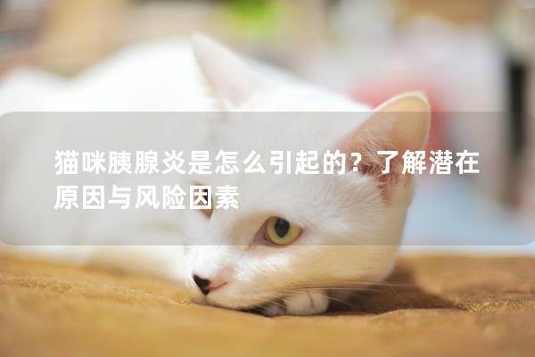 猫咪胰腺炎是怎么引起的？了解潜在原因与风险因素