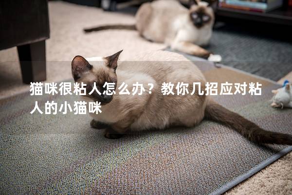 猫咪很粘人怎么办？教你几招应对粘人的小猫咪