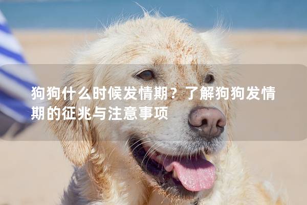 狗狗什么时候发情期？了解狗狗发情期的征兆与注意事项