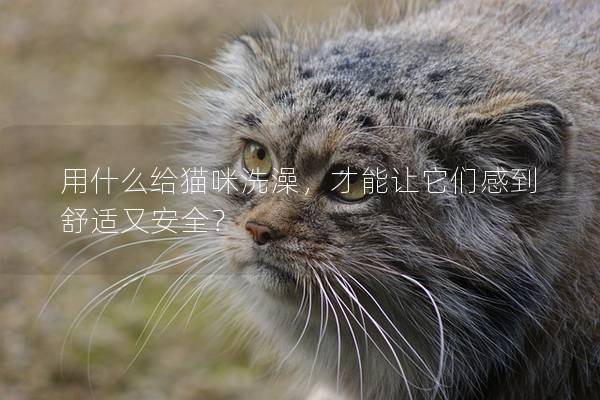 用什么给猫咪洗澡，才能让它们感到舒适又安全？