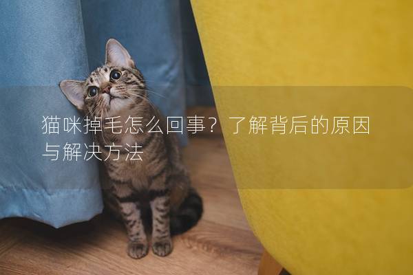 猫咪掉毛怎么回事？了解背后的原因与解决方法