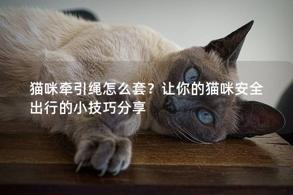 猫咪牵引绳怎么套？让你的猫咪安全出行的小技巧分享