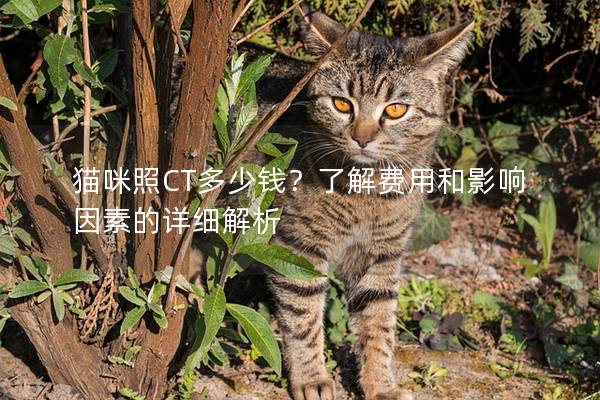 猫咪照CT多少钱？了解费用和影响因素的详细解析