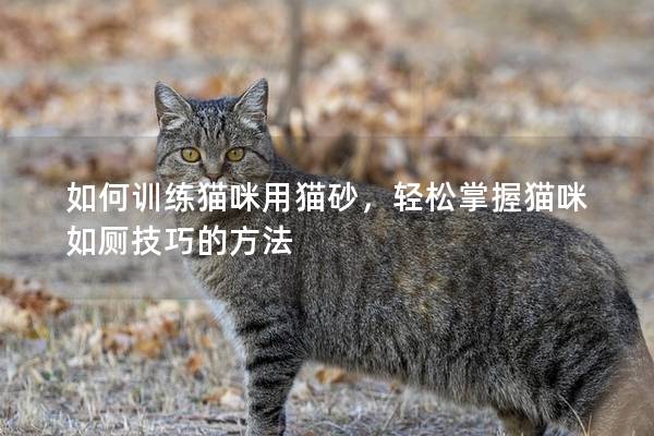 如何训练猫咪用猫砂，轻松掌握猫咪如厕技巧的方法