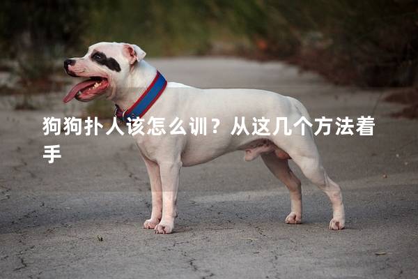 狗狗扑人该怎么训？从这几个方法着手