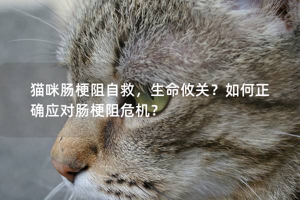 猫咪肠梗阻自救，生命攸关？如何正确应对肠梗阻危机？