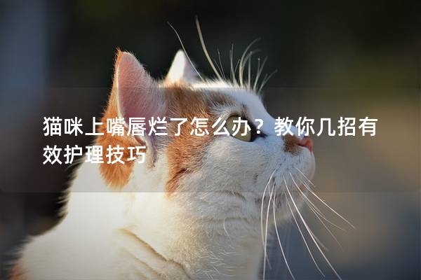 猫咪上嘴唇烂了怎么办？教你几招有效护理技巧