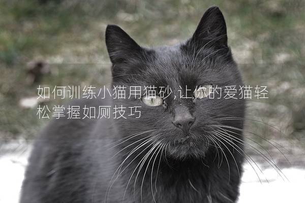 如何训练小猫用猫砂,让你的爱猫轻松掌握如厕技巧