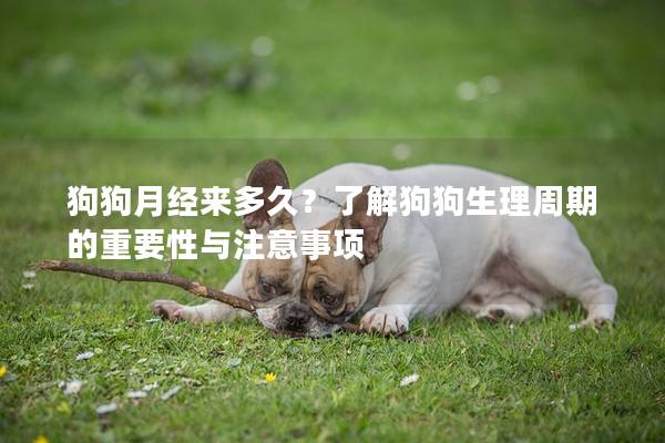 狗狗月经来多久？了解狗狗生理周期的重要性与注意事项