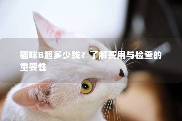 猫咪B超多少钱？了解费用与检查的重要性