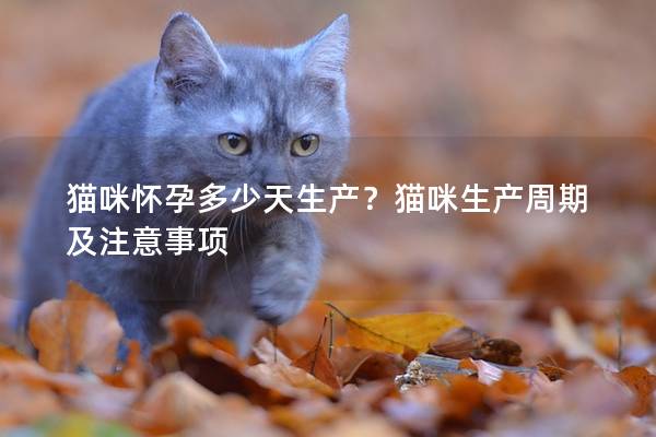 猫咪怀孕多少天生产？猫咪生产周期及注意事项