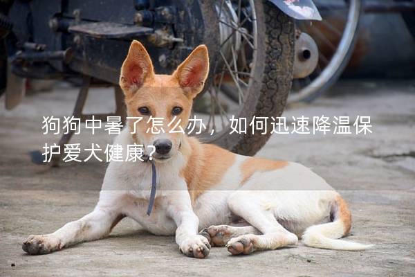 狗狗中暑了怎么办，如何迅速降温保护爱犬健康？