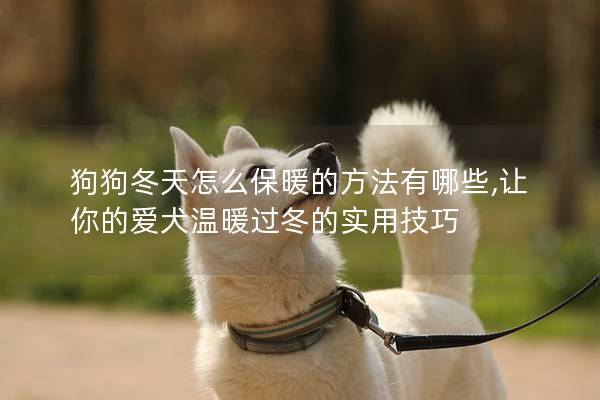 狗狗冬天怎么保暖的方法有哪些,让你的爱犬温暖过冬的实用技巧