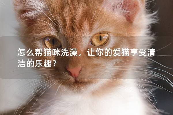 怎么帮猫咪洗澡，让你的爱猫享受清洁的乐趣？