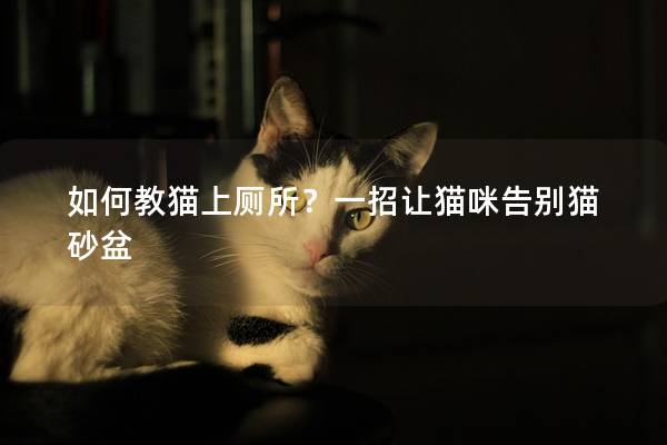 如何教猫上厕所？一招让猫咪告别猫砂盆