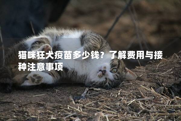 猫咪狂犬疫苗多少钱？了解费用与接种注意事项