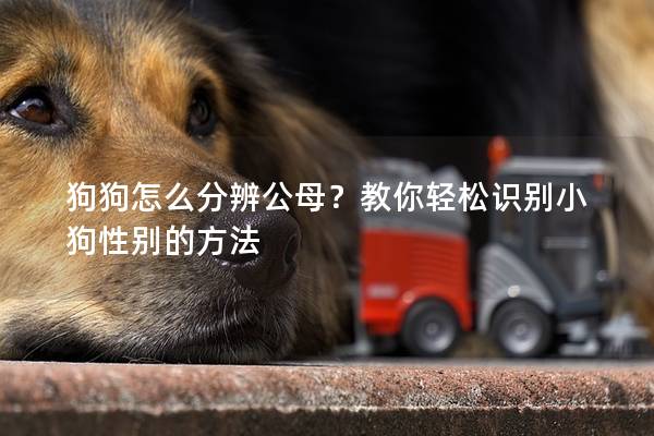 狗狗怎么分辨公母？教你轻松识别小狗性别的方法