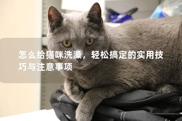 怎么给猫咪洗澡，轻松搞定的实用技巧与注意事项