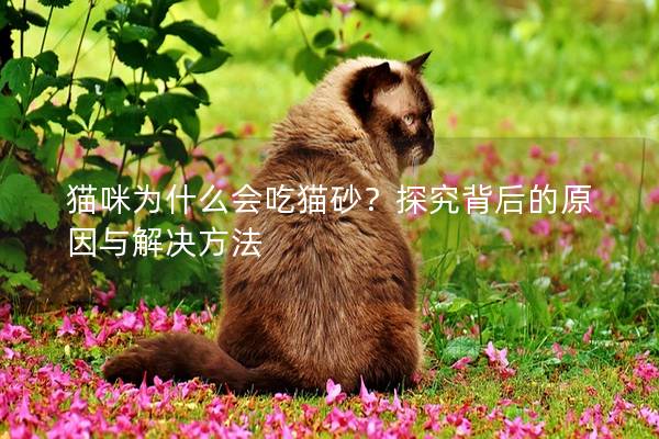 猫咪为什么会吃猫砂？探究背后的原因与解决方法