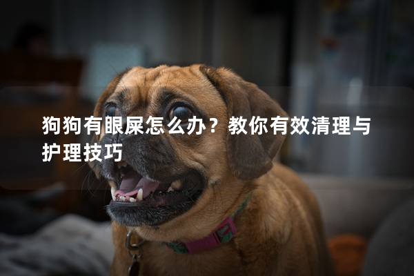 狗狗有眼屎怎么办？教你有效清理与护理技巧