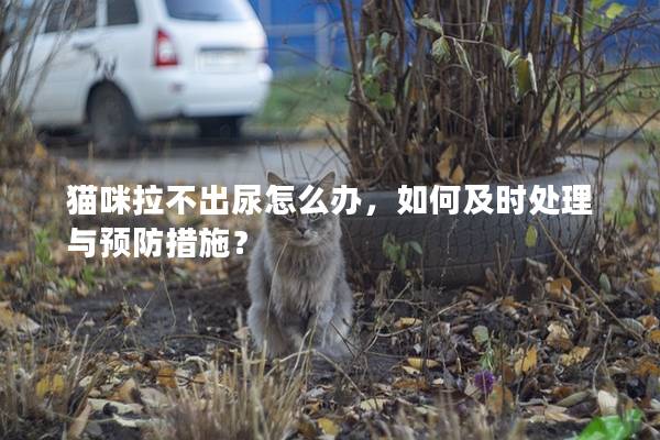 猫咪拉不出尿怎么办，如何及时处理与预防措施？