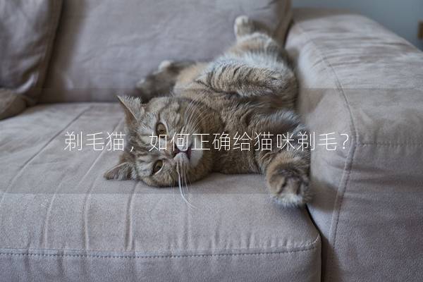 剃毛猫，如何正确给猫咪剃毛？