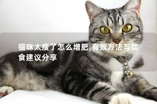 猫咪太瘦了怎么增肥,有效方法与饮食建议分享