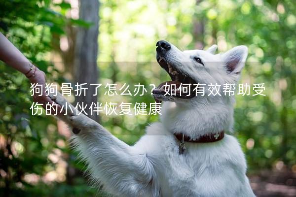 狗狗骨折了怎么办？如何有效帮助受伤的小伙伴恢复健康