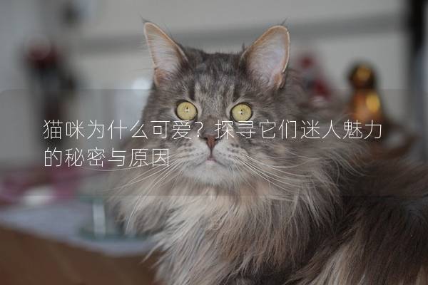 猫咪为什么可爱？探寻它们迷人魅力的秘密与原因