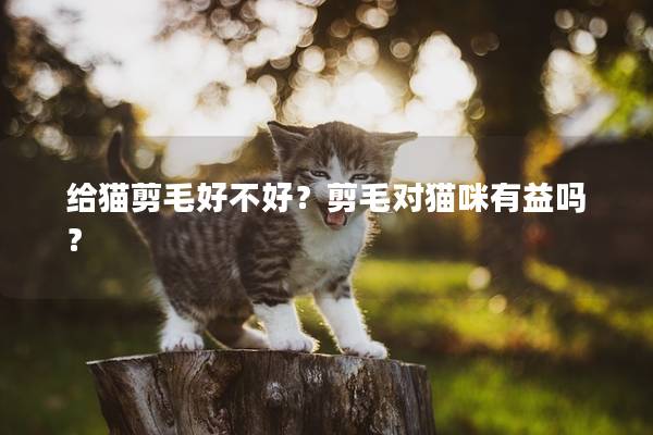 给猫剪毛好不好？剪毛对猫咪有益吗？